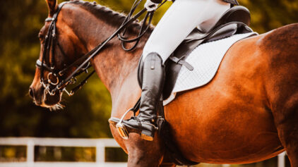 How Equine Shockwave Machines Prepare Horses for Spring Racing Season