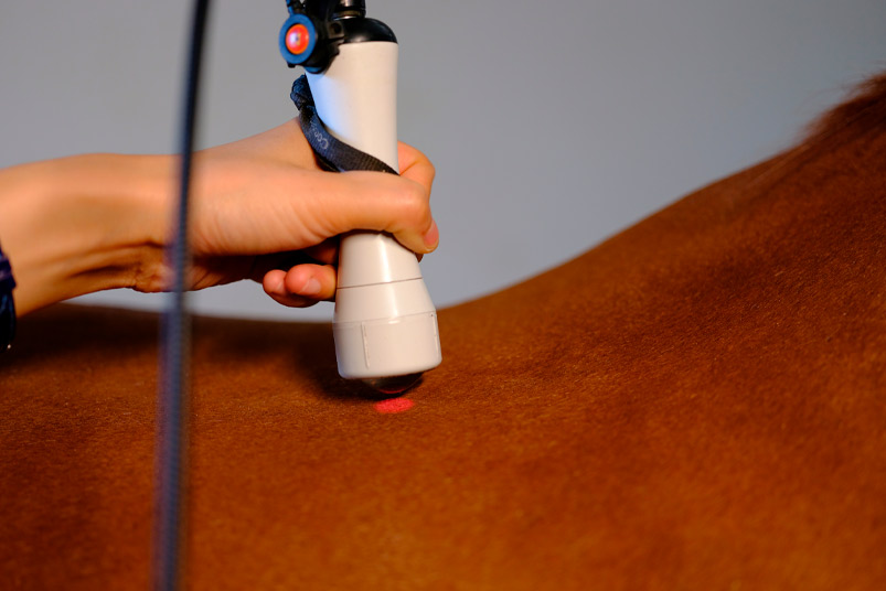 Laser treatment of thoroughbred horses