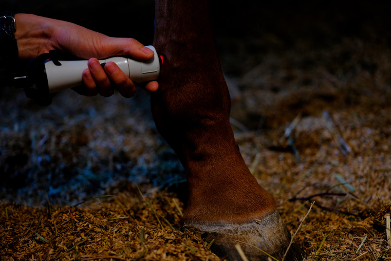 Laser treatment of thoroughbred horses